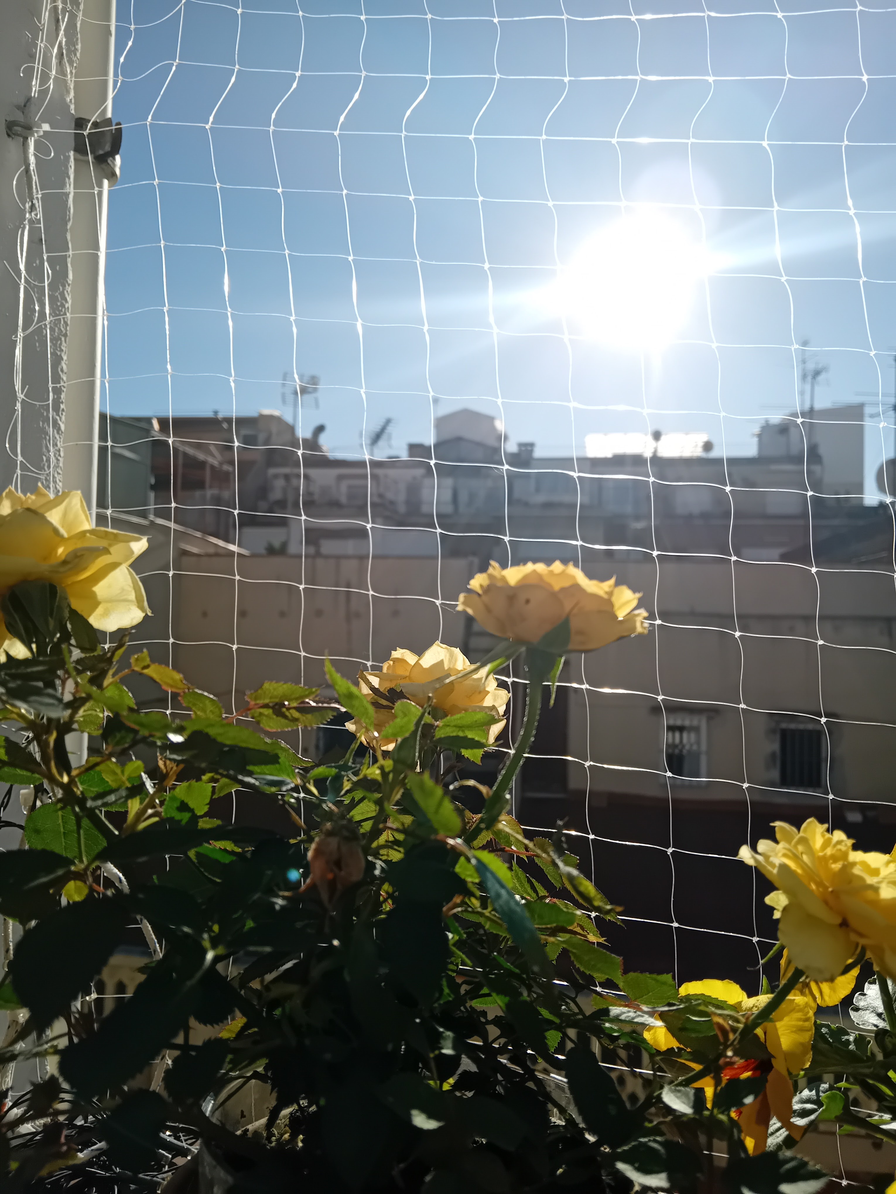 פרפר במרפסת